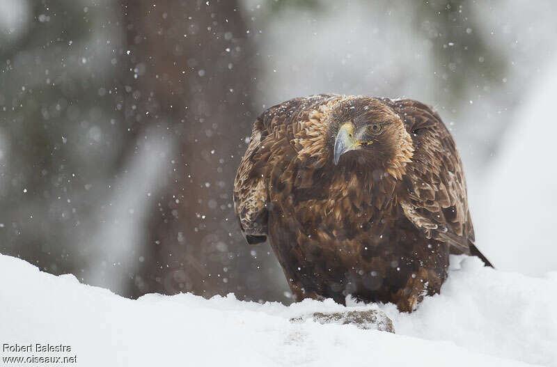 Aigle royaladulte, portrait