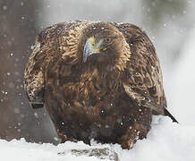 Golden Eagle