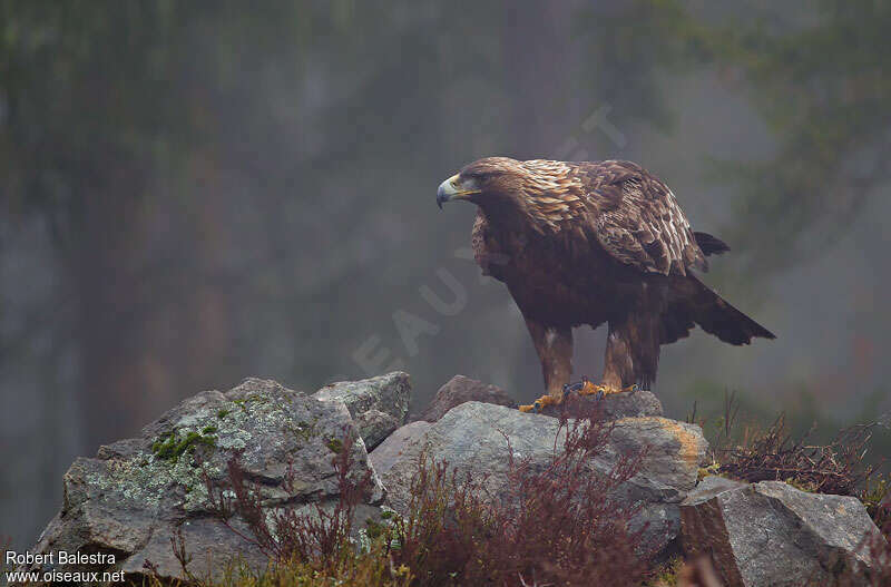 Aigle royaladulte