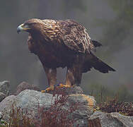 Golden Eagle