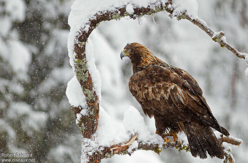 Aigle royaladulte, identification