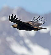 Golden Eagle