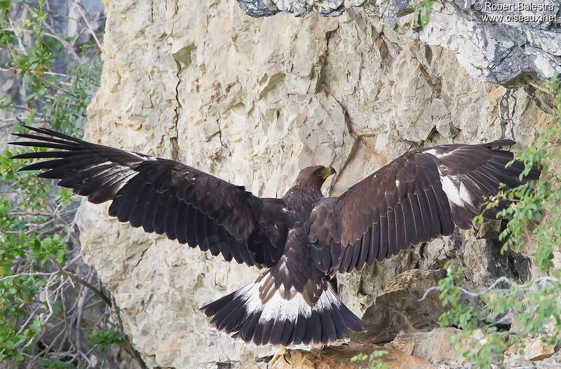 Aigle royal1ère année