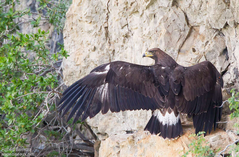 Golden Eaglejuvenile, identification