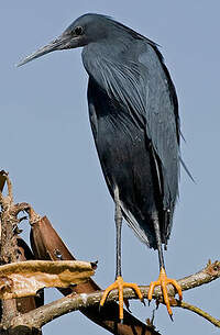 Aigrette ardoisée