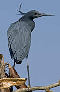 Aigrette ardoisée