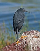 Aigrette ardoisée