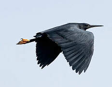 Black Heron