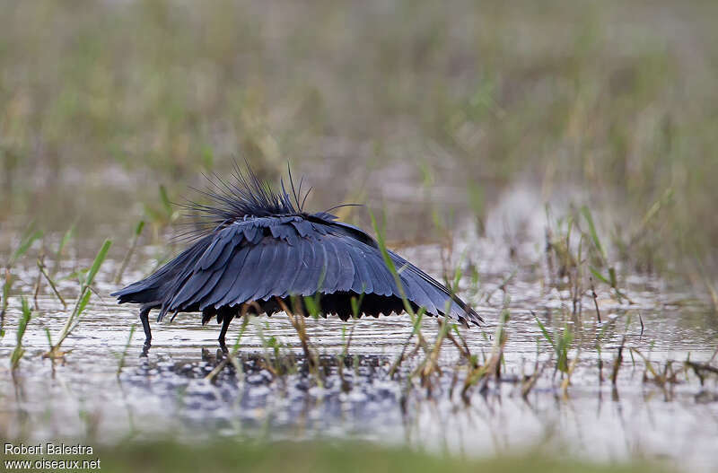 Black Heron, fishing/hunting, Behaviour