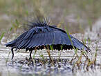 Aigrette ardoisée