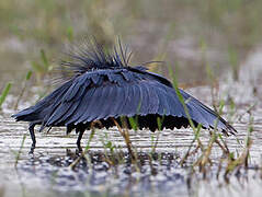 Aigrette ardoisée