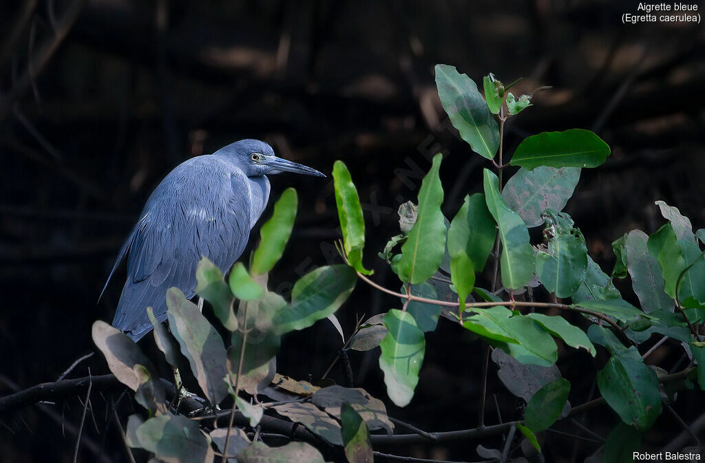 Aigrette bleue