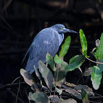 Aigrette bleue