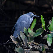 Little Blue Heron