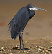 Western Reef Heron