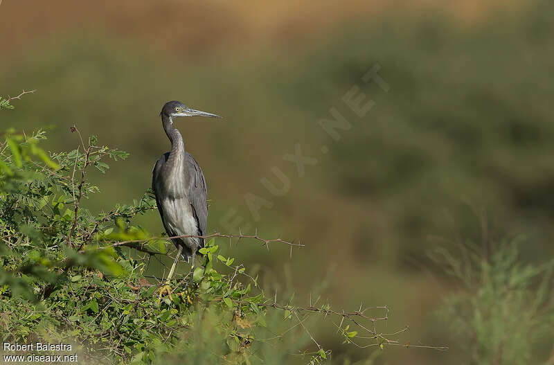 Aigrette des récifsjuvénile, identification