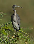 Western Reef Heron