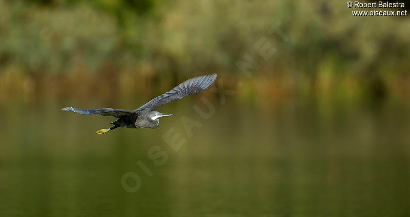 Aigrette des récifsadulte