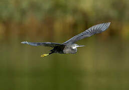 Western Reef Heron