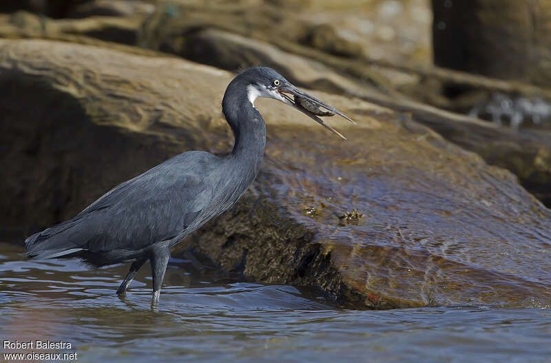 Aigrette des récifs, régime, pêche/chasse