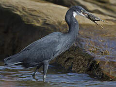 Western Reef Heron