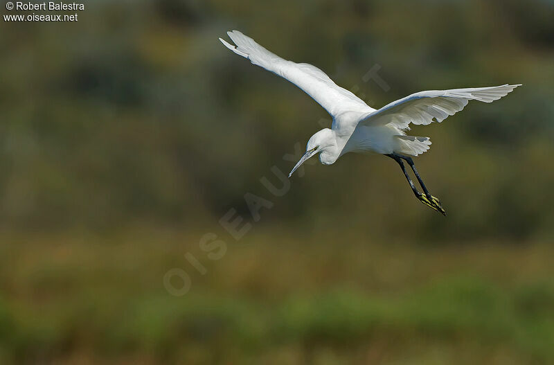 Aigrette garzette