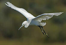 Aigrette garzette