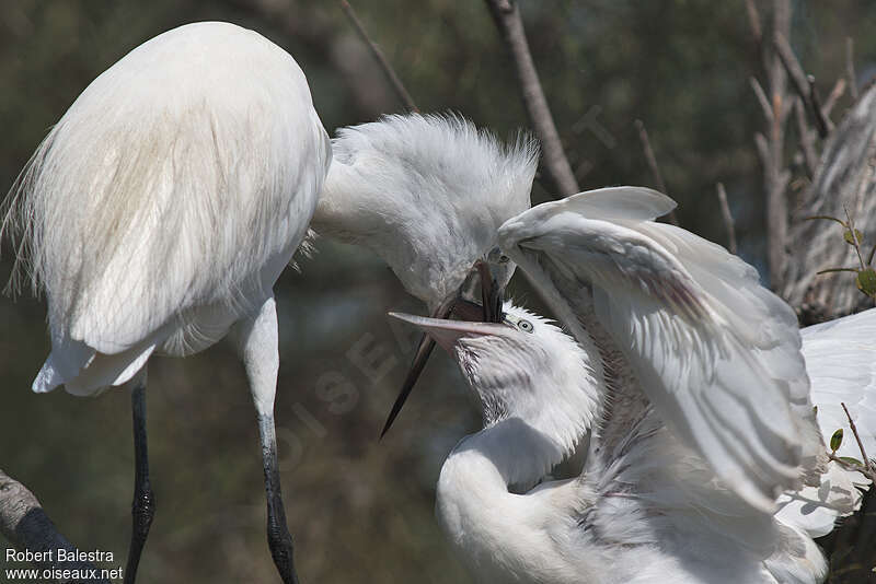 Little Egret, eats