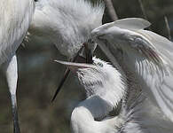 Aigrette garzette