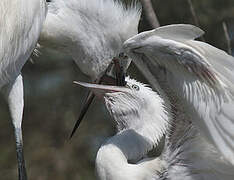 Little Egret