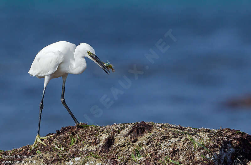 Aigrette garzette, régime