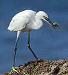 Aigrette garzette