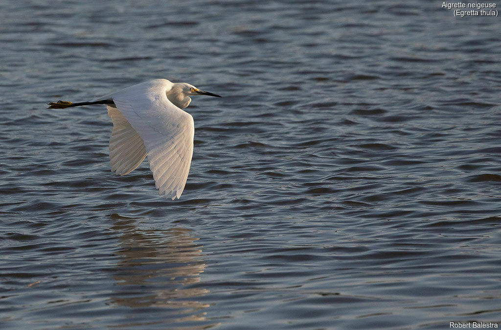 Aigrette neigeuse