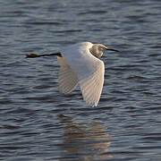 Aigrette neigeuse