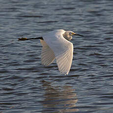 Aigrette neigeuse