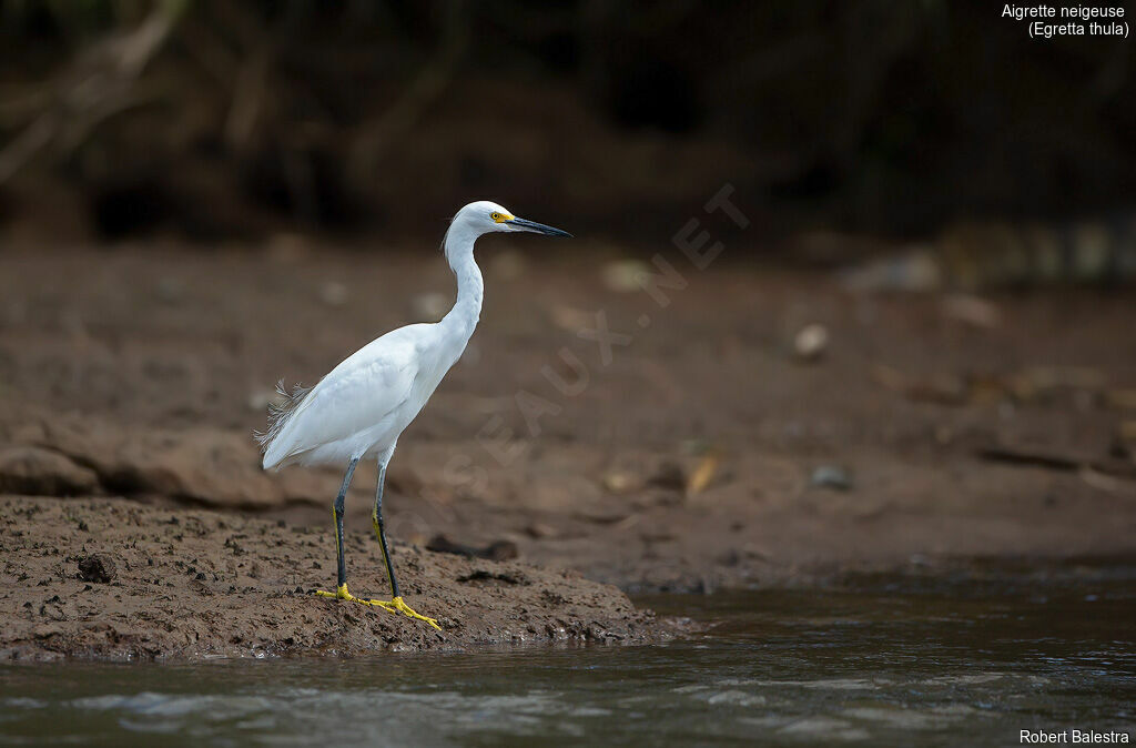 Aigrette neigeuse