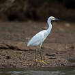 Aigrette neigeuse