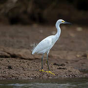 Snowy Egret