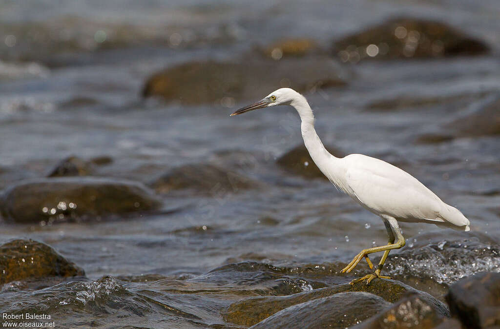 Aigrette sacréeadulte