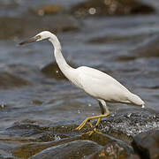 Aigrette sacrée