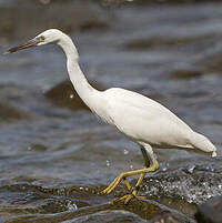 Aigrette sacrée