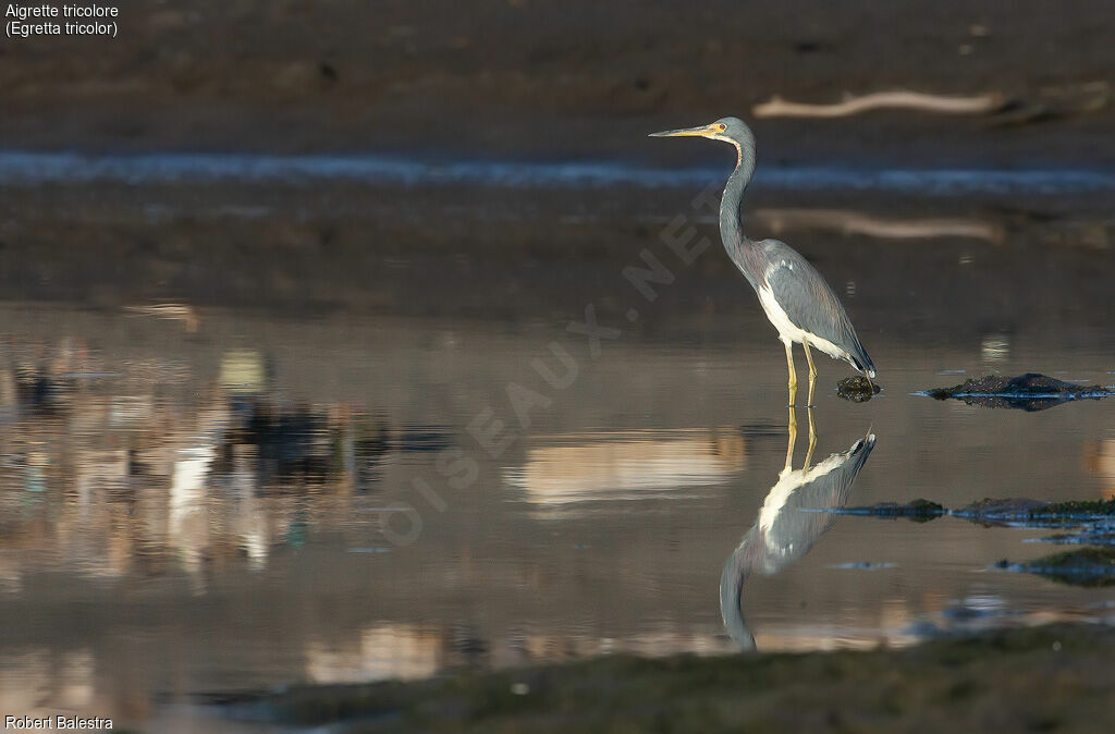 Aigrette tricolore