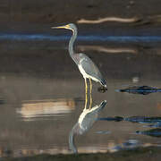 Tricolored Heron