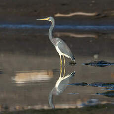 Aigrette tricolore