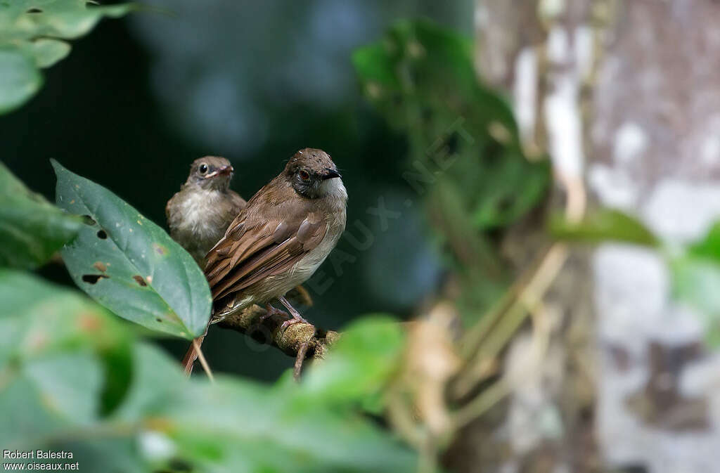 White-chested Babbler, Reproduction-nesting