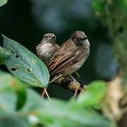 Malayan Swamp Babbler