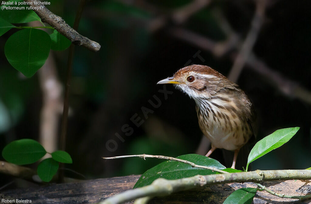 Puff-throated Babbler