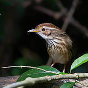 Puff-throated Babbler