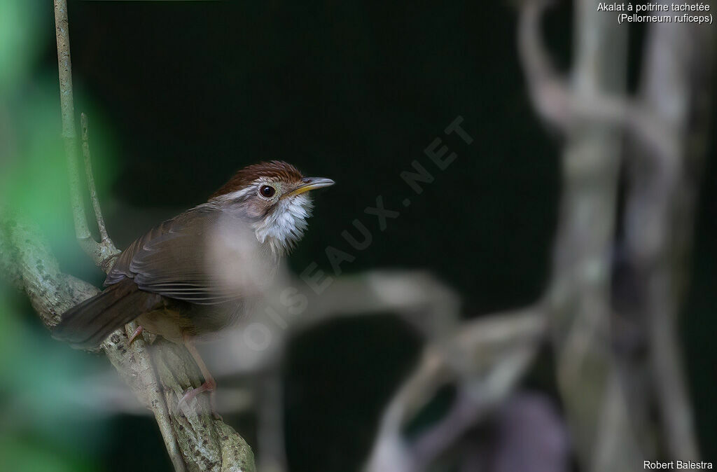 Puff-throated Babbler