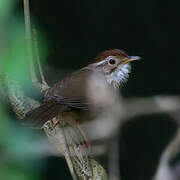 Puff-throated Babbler